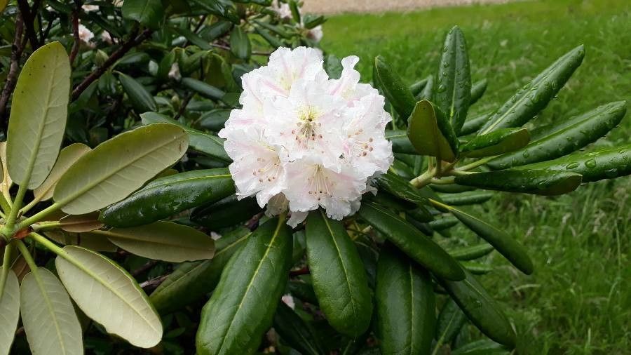 Rhododendron fauriei flower