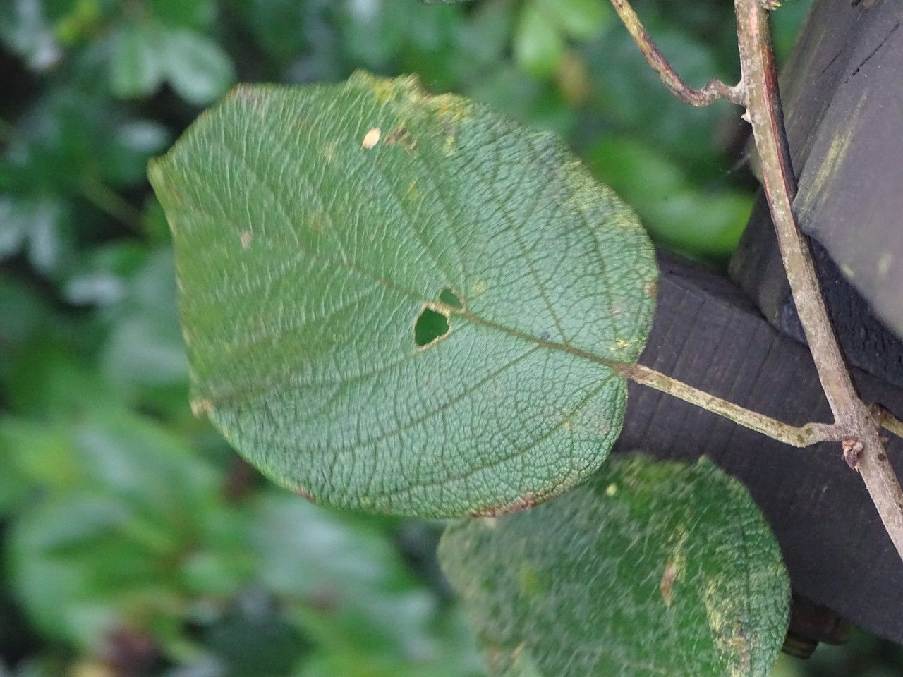 Cordia africana — search result for 'Sudan'