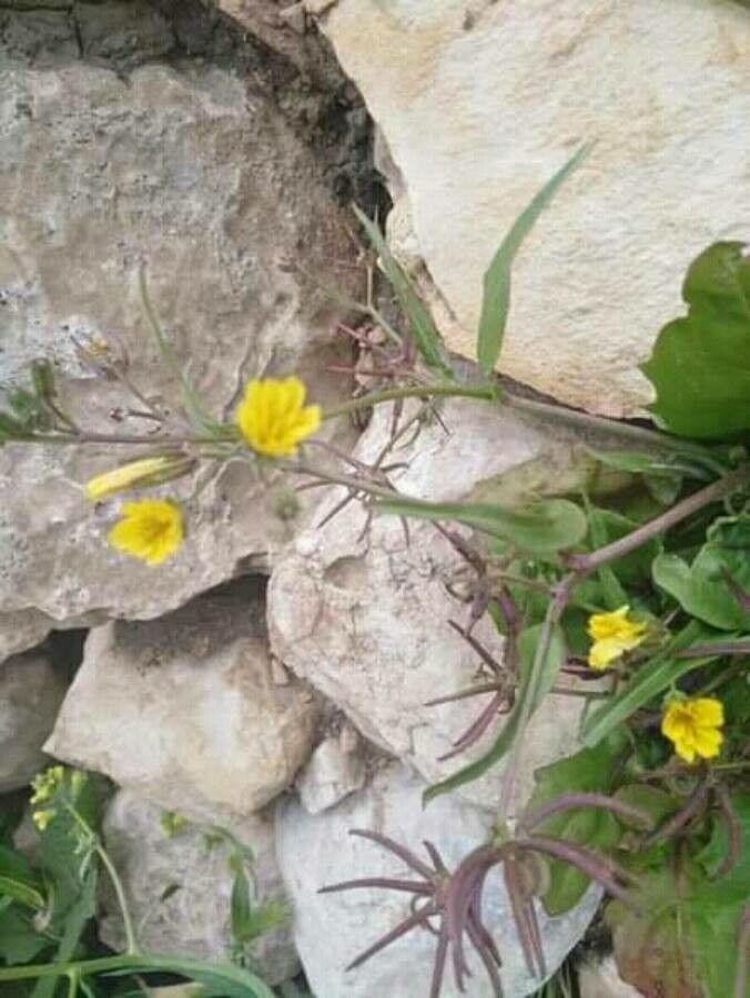 Rhagadiolus stellatus — houseplant care guide