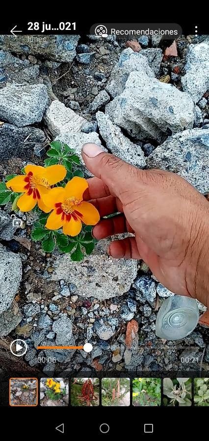 Cochlospermum wrightii flower