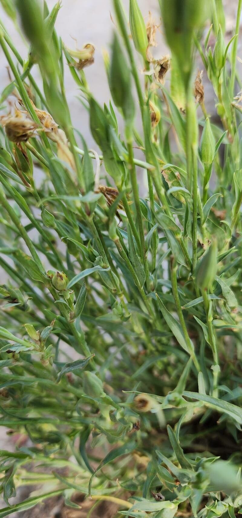 Tragopogon graminifolius bark