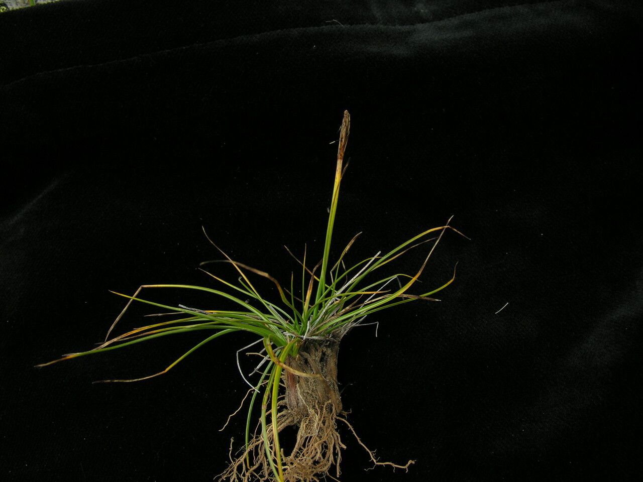 Carex vidua habit