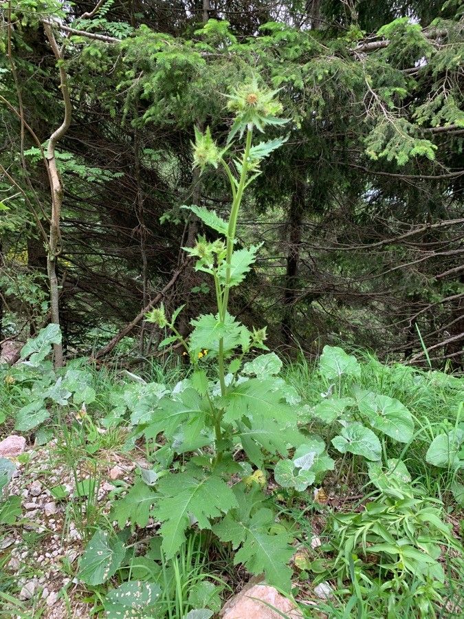 Cirsium carniolicum — search result for 'Cirsium'