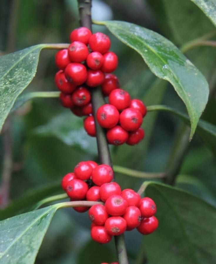 Ilex fargesii fruit
