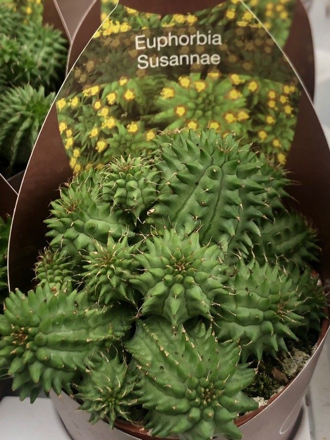 Euphorbia susannae — houseplant care guide