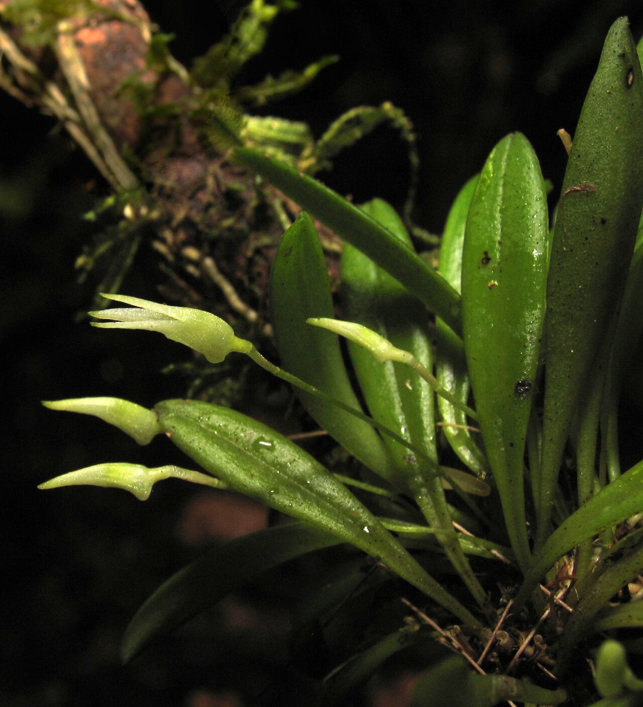 Masdevallia minuta flower