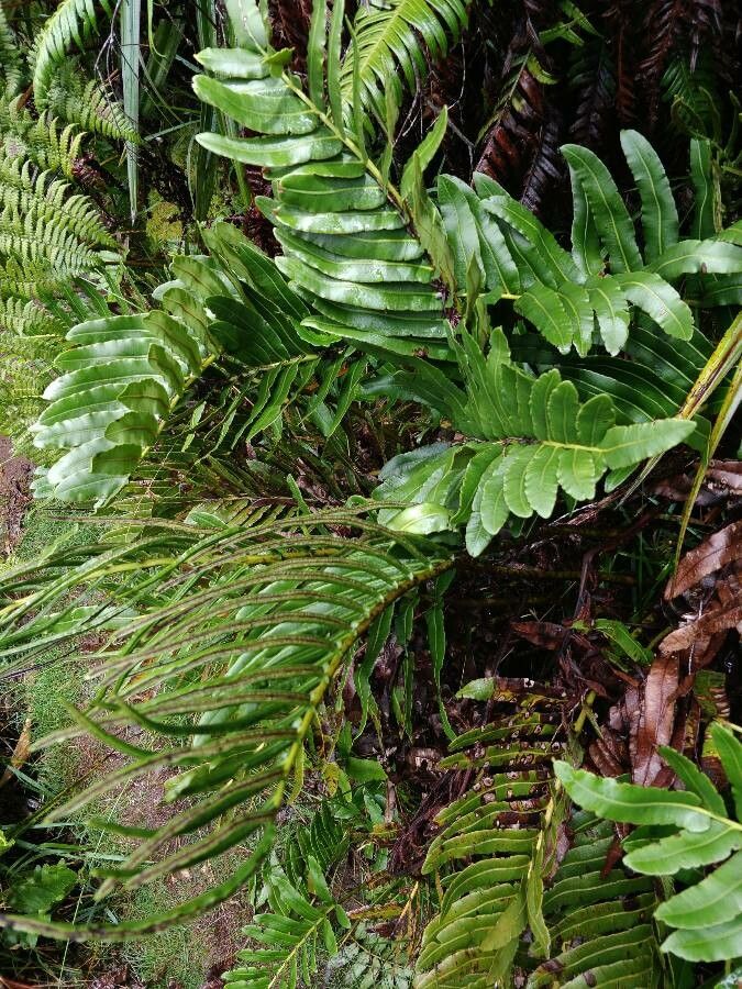 Blechnum marginatum habit