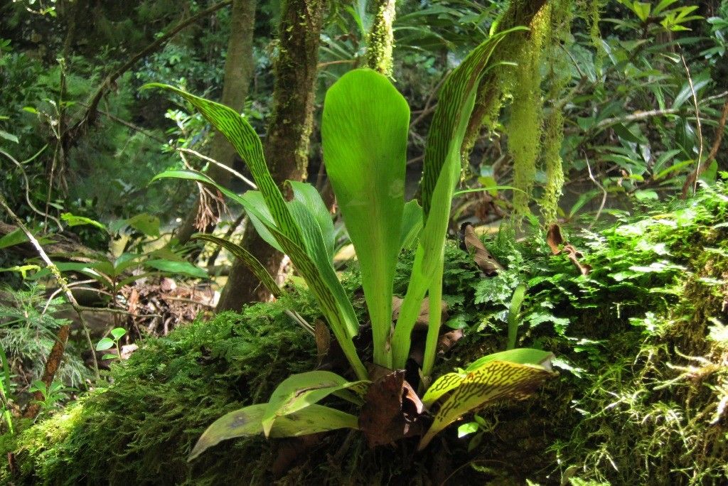 Antrophyum alatum habit