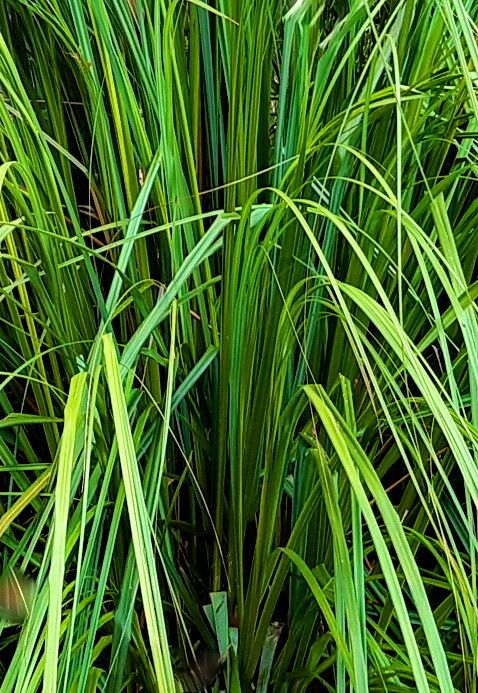 Gahnia grandis — related species from the same genus