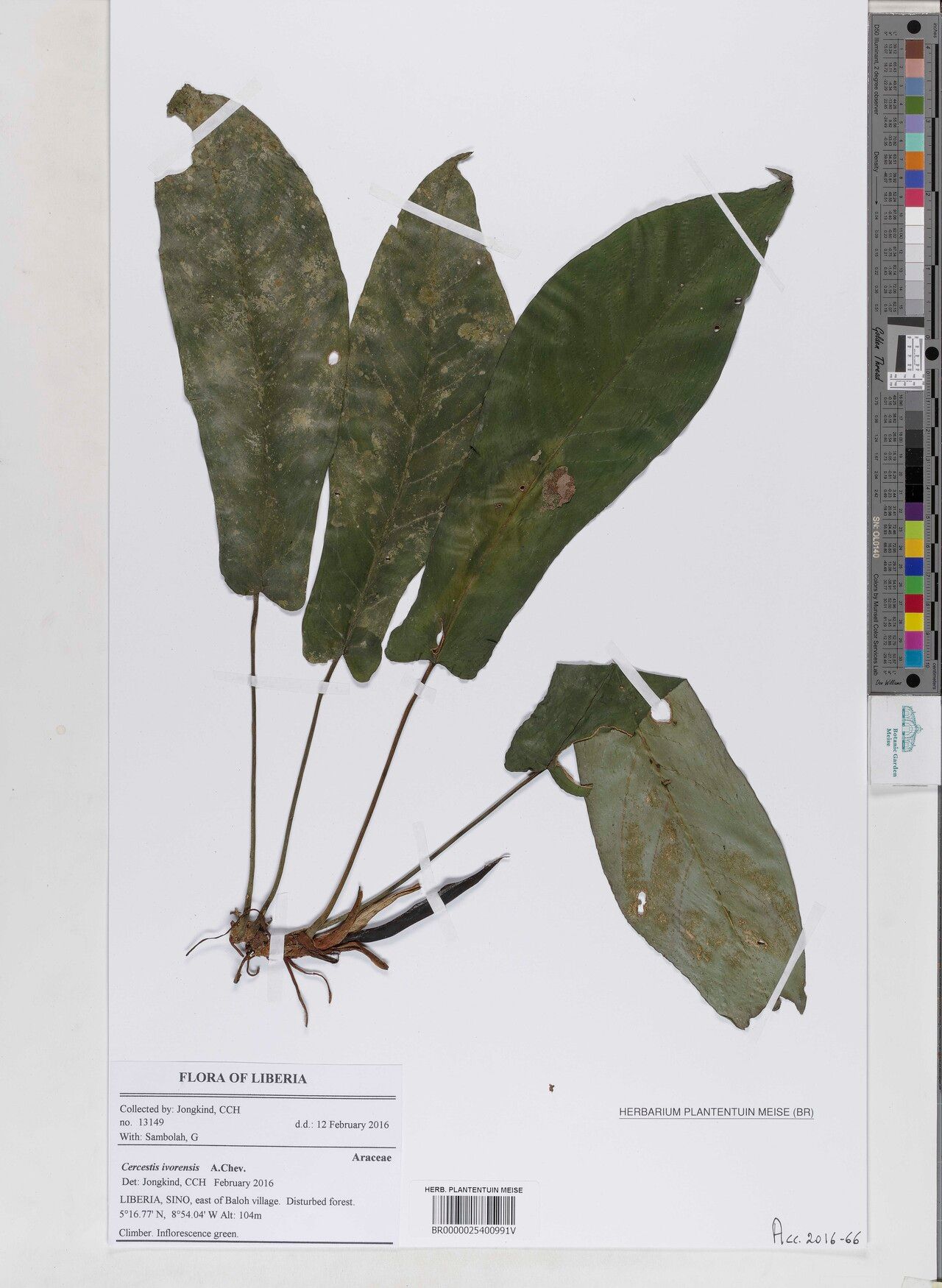 Cercestis ivorensis — related species from the same genus