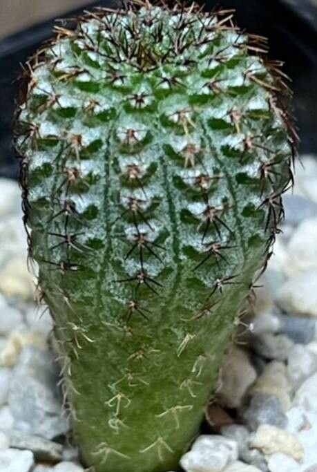 Frailea chiquitana habit