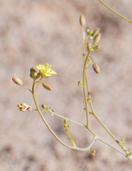Diplotaxis pitardiana flower