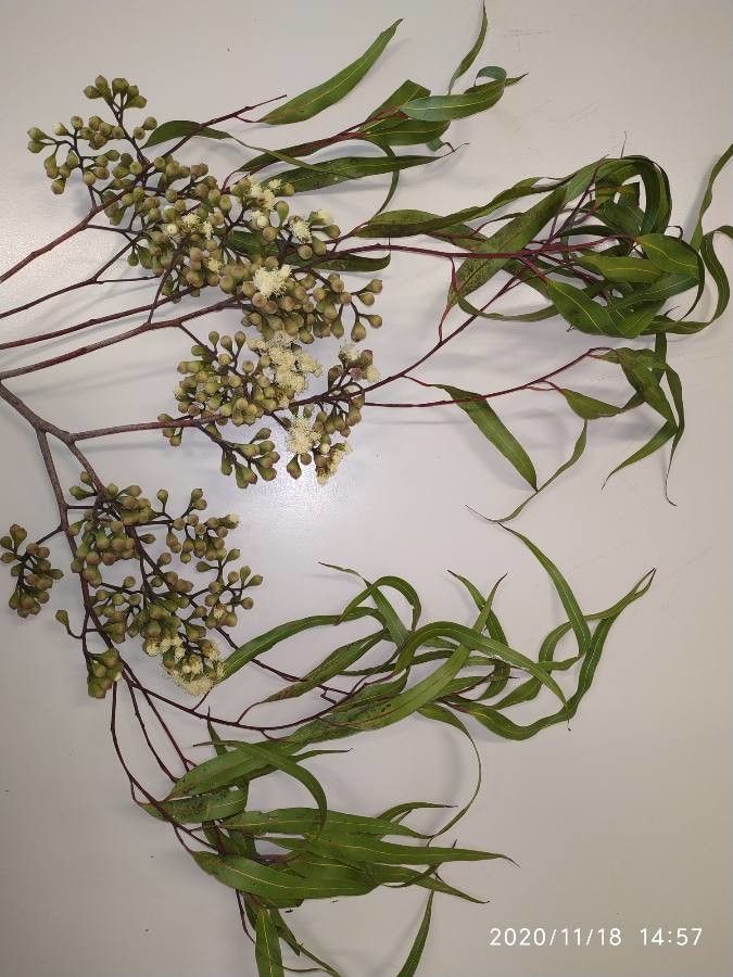 Corymbia citriodora leaf