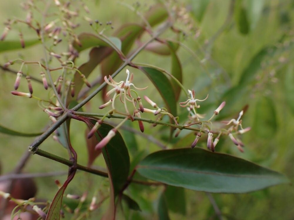 Dewevrella cochliostema — houseplant care guide