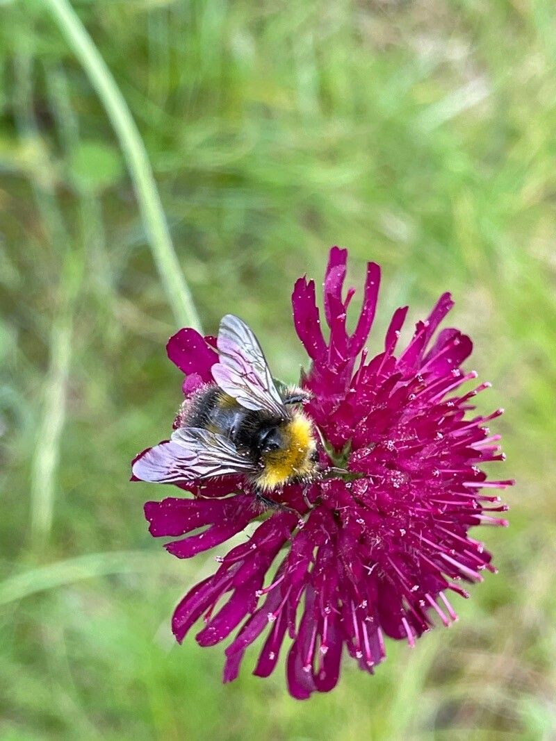 Knautia macedonica flower