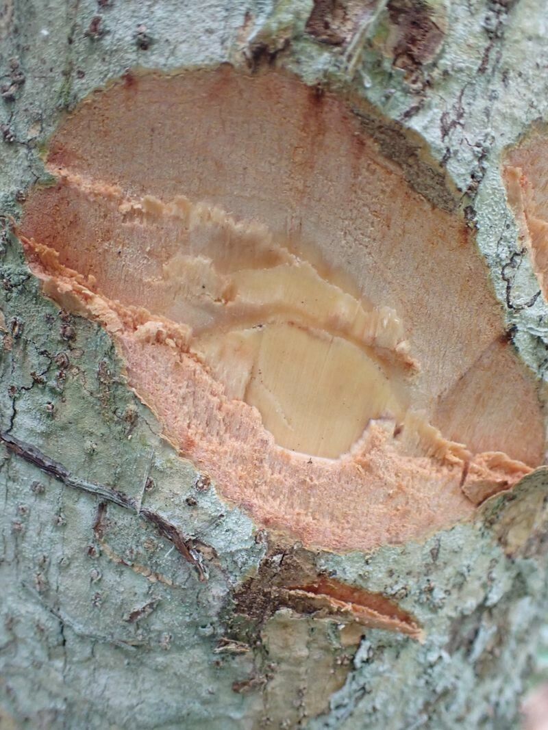 Casearia stipitata bark