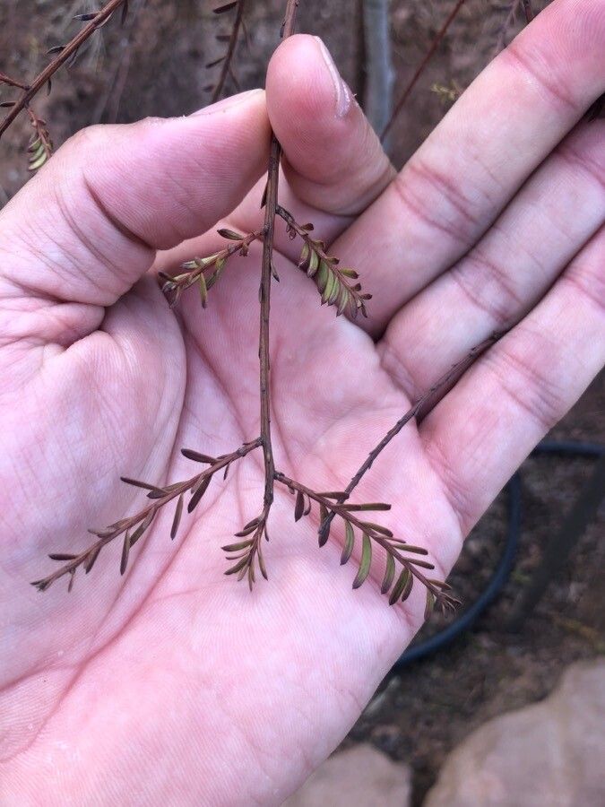 Prumnopitys ferruginea — search result for 'Podocarpus'