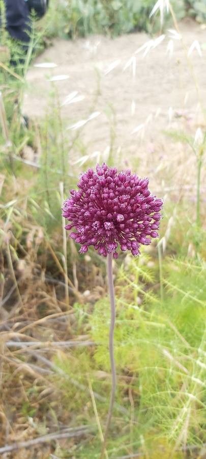 Allium porrum flower