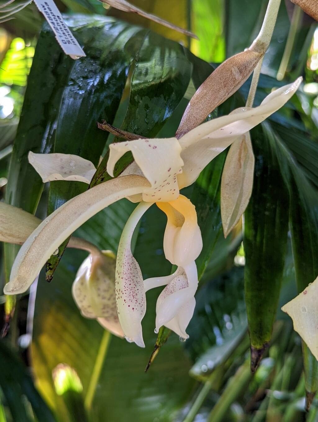 Stanhopea panamensis flower