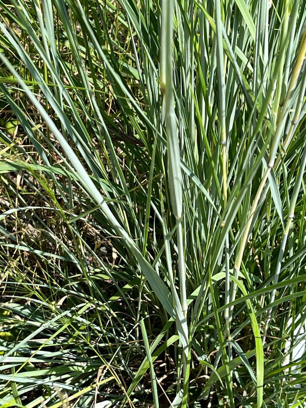 Andropogon hallii — search result for 'Andropogon'