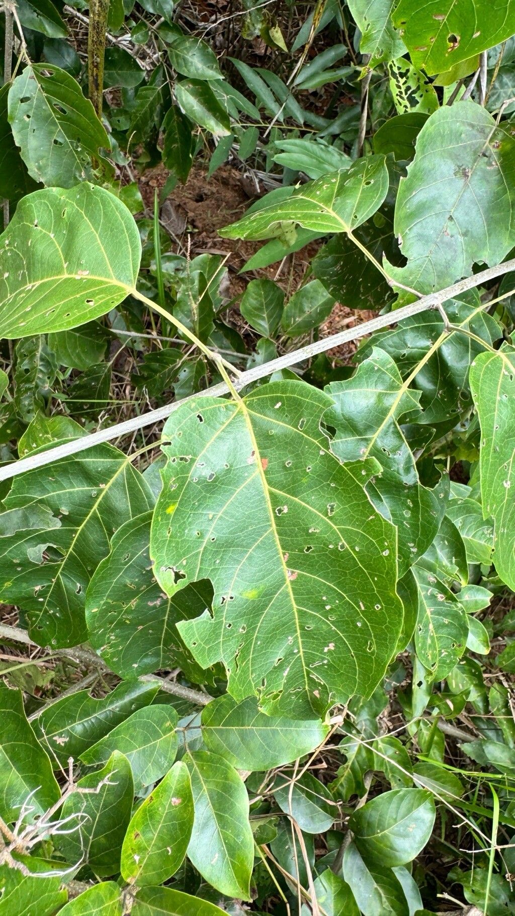 Fridericia florida — houseplant care guide