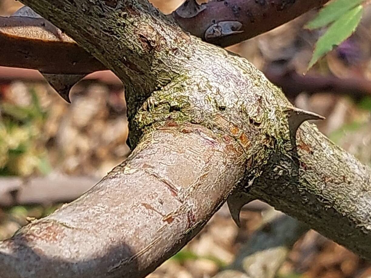 Rosa gigantea bark
