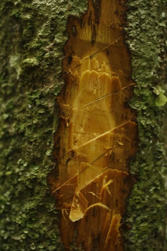 Duguetia calycina other