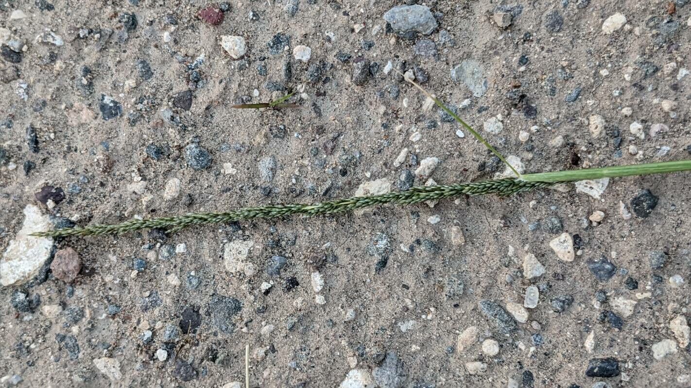 Sporobolus cryptandrus flower