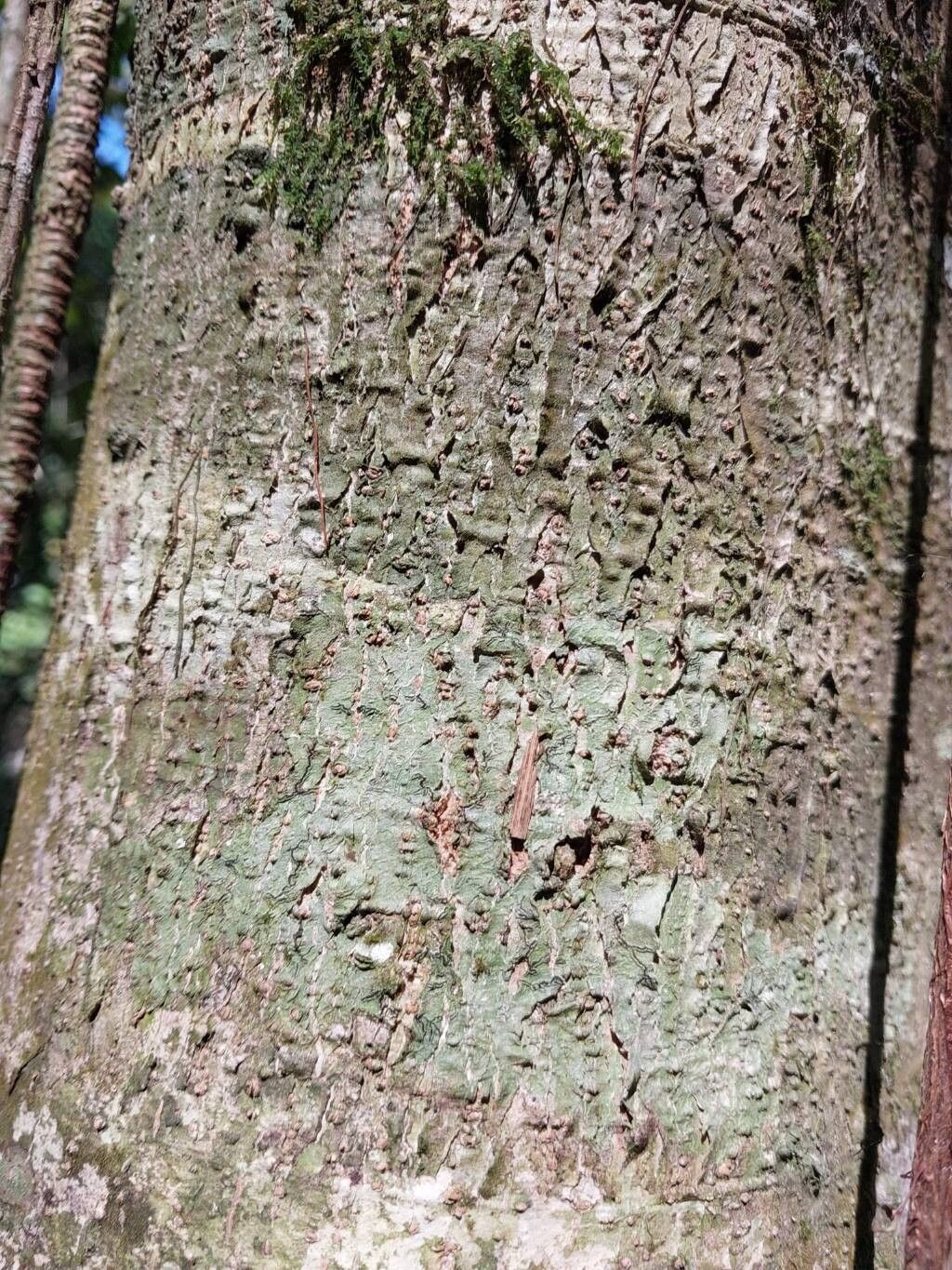 Erythroxylum ferrugineum bark