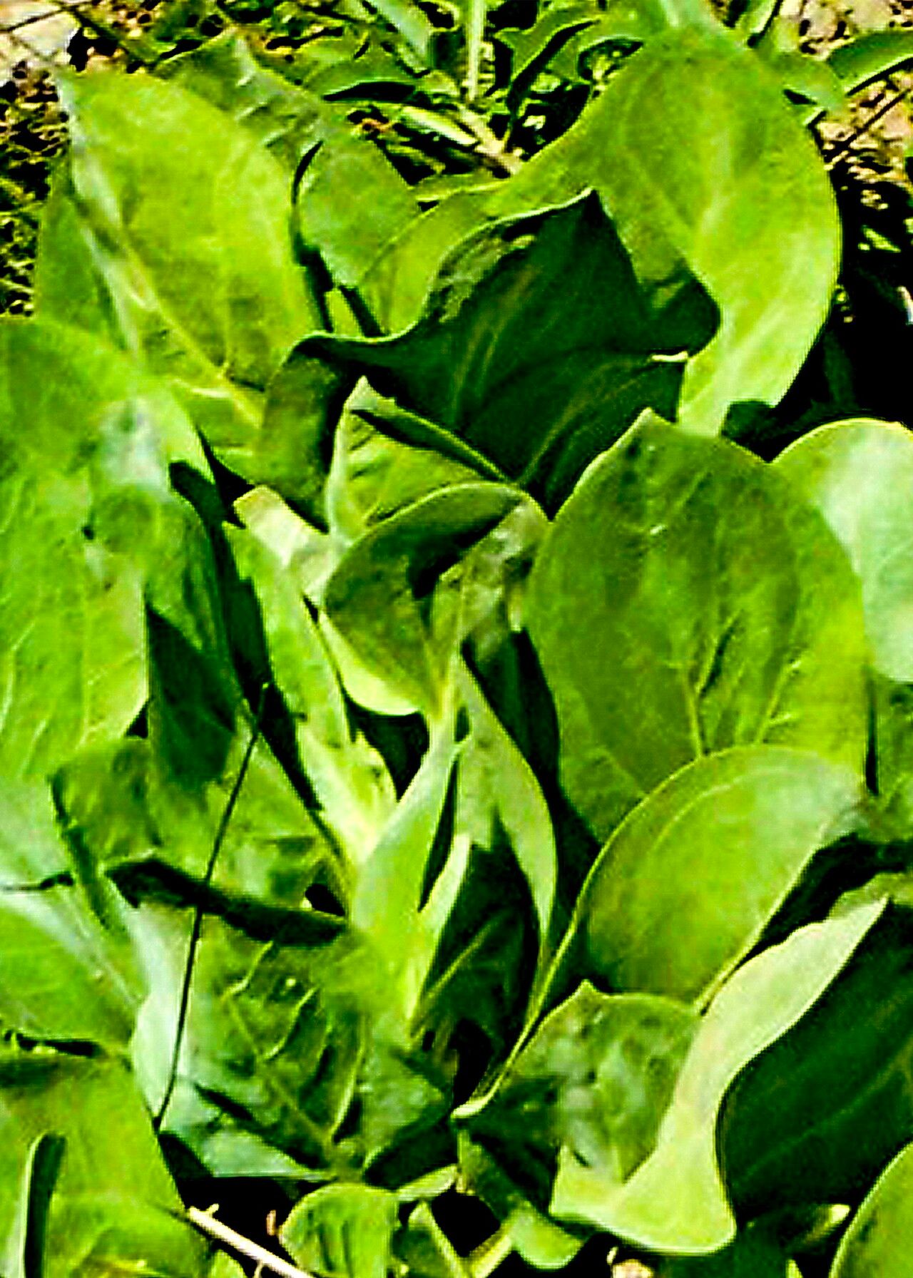 Agnorhiza ovata — related species from the same genus