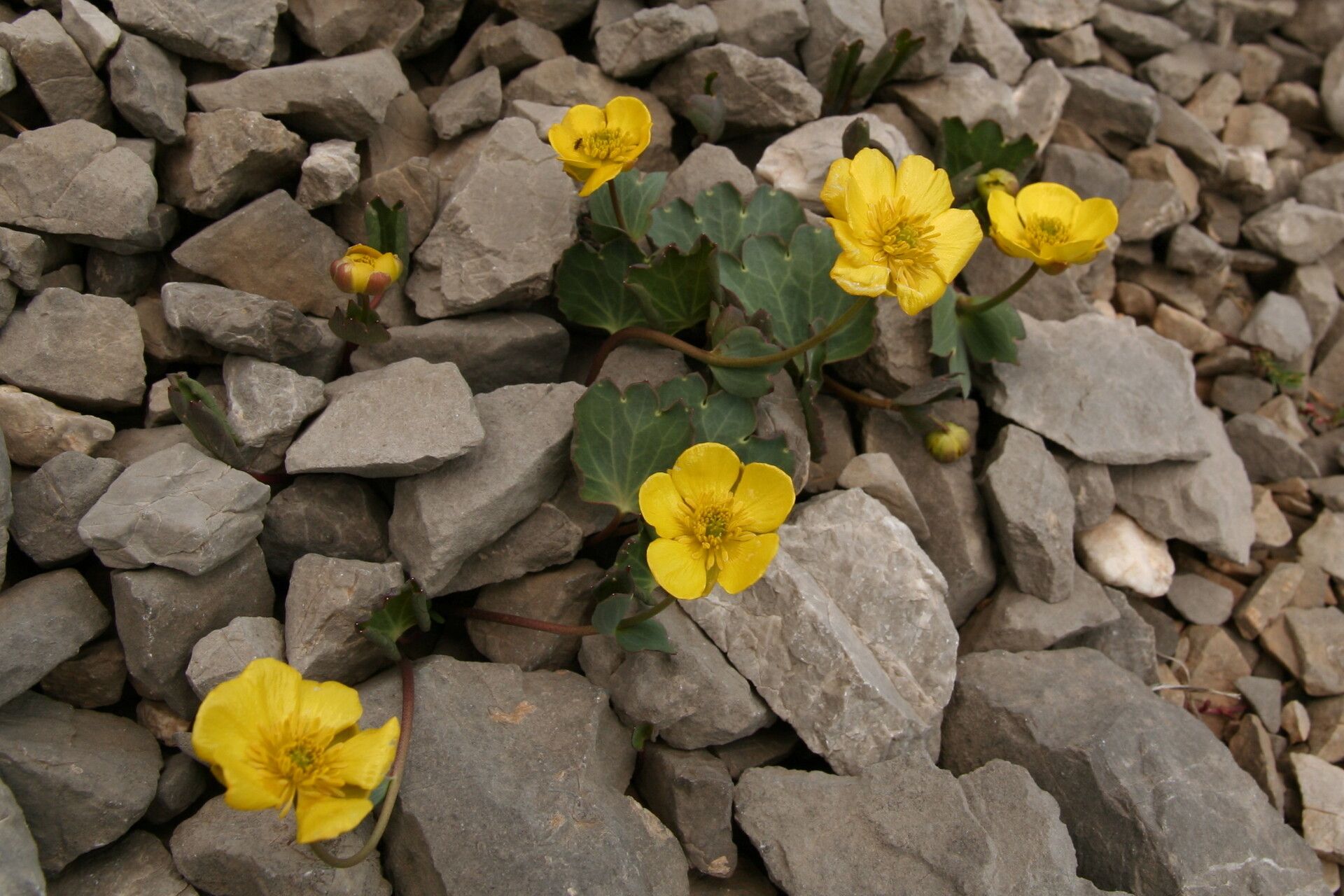 Ranunculus brevifolius flower