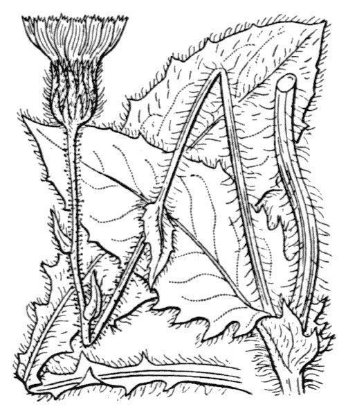 Hieracium sonchoides — houseplant care guide