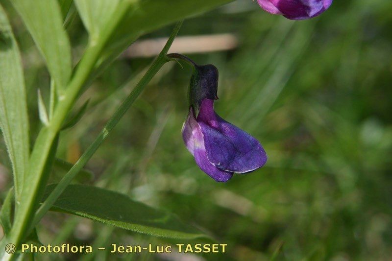 Lathyrus vivantii flower