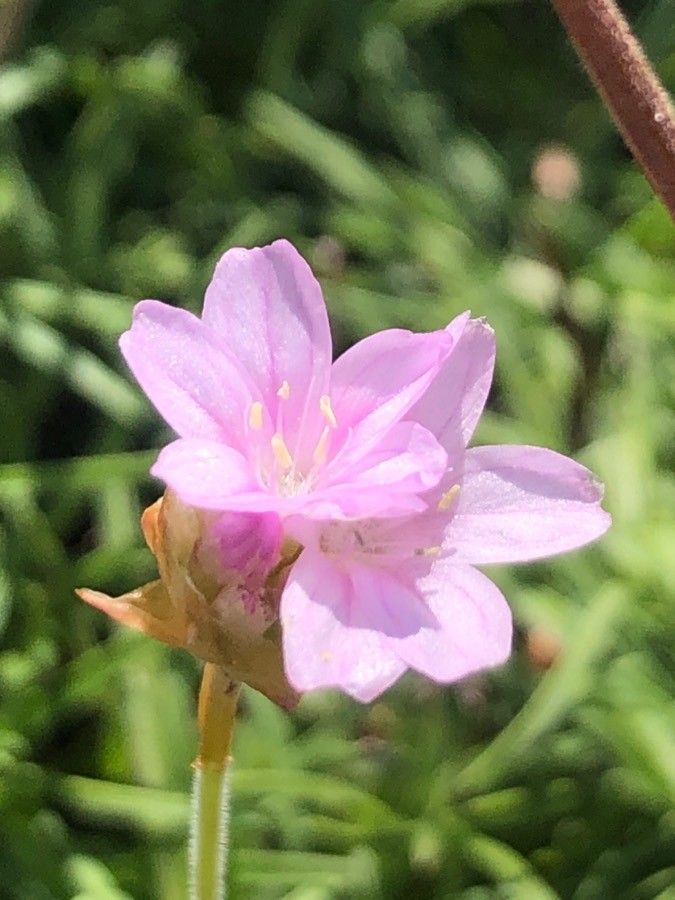Armeria pubigera flower