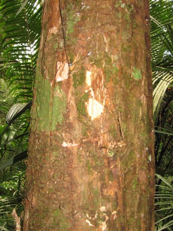 Pouteria grandis other