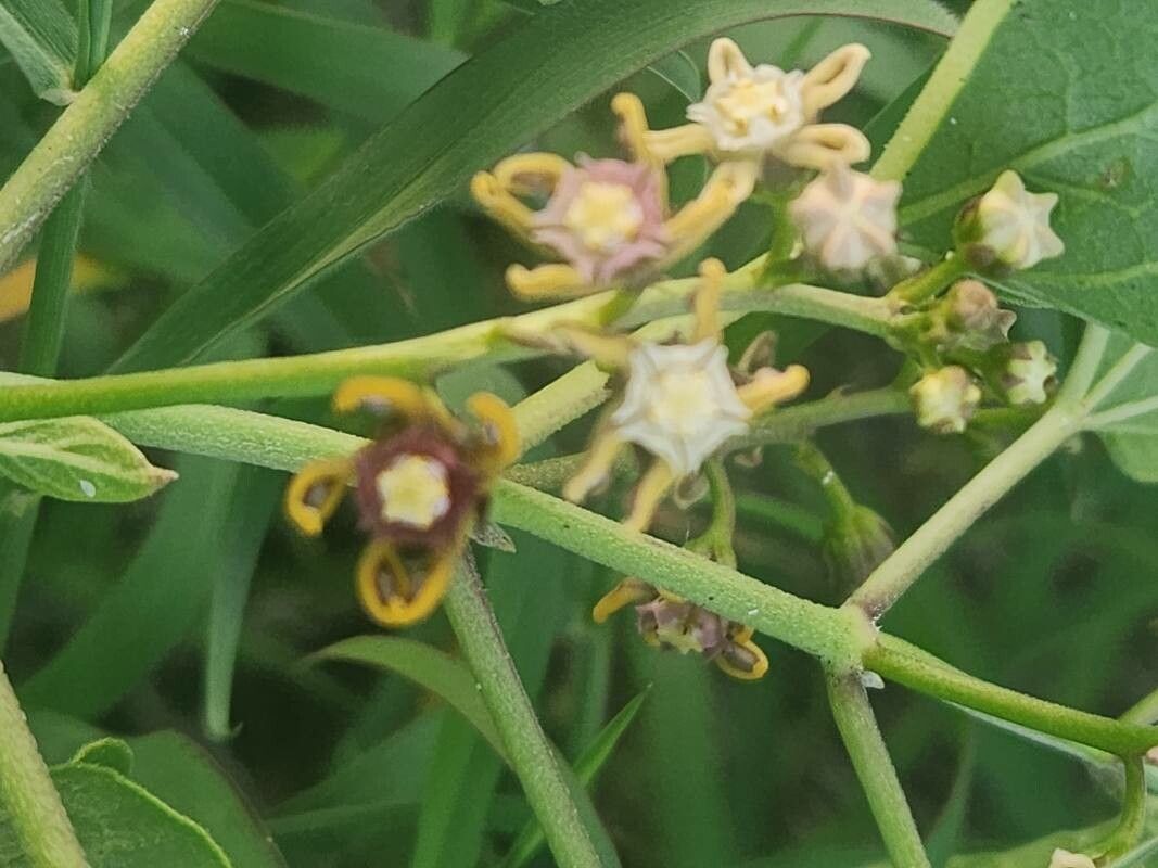 Cynanchum somaliense flower