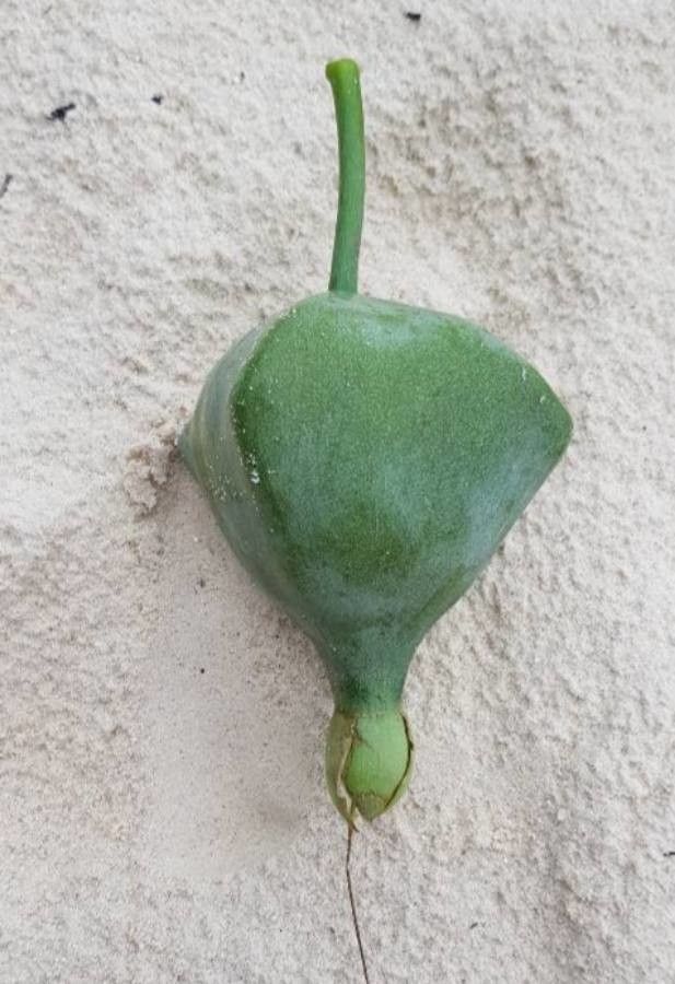 Barringtonia asiatica fruit