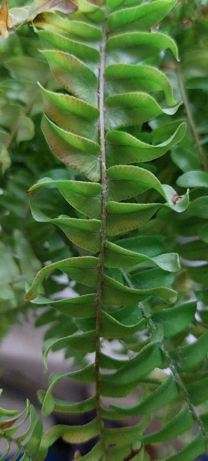 Nephrolepis abrupta