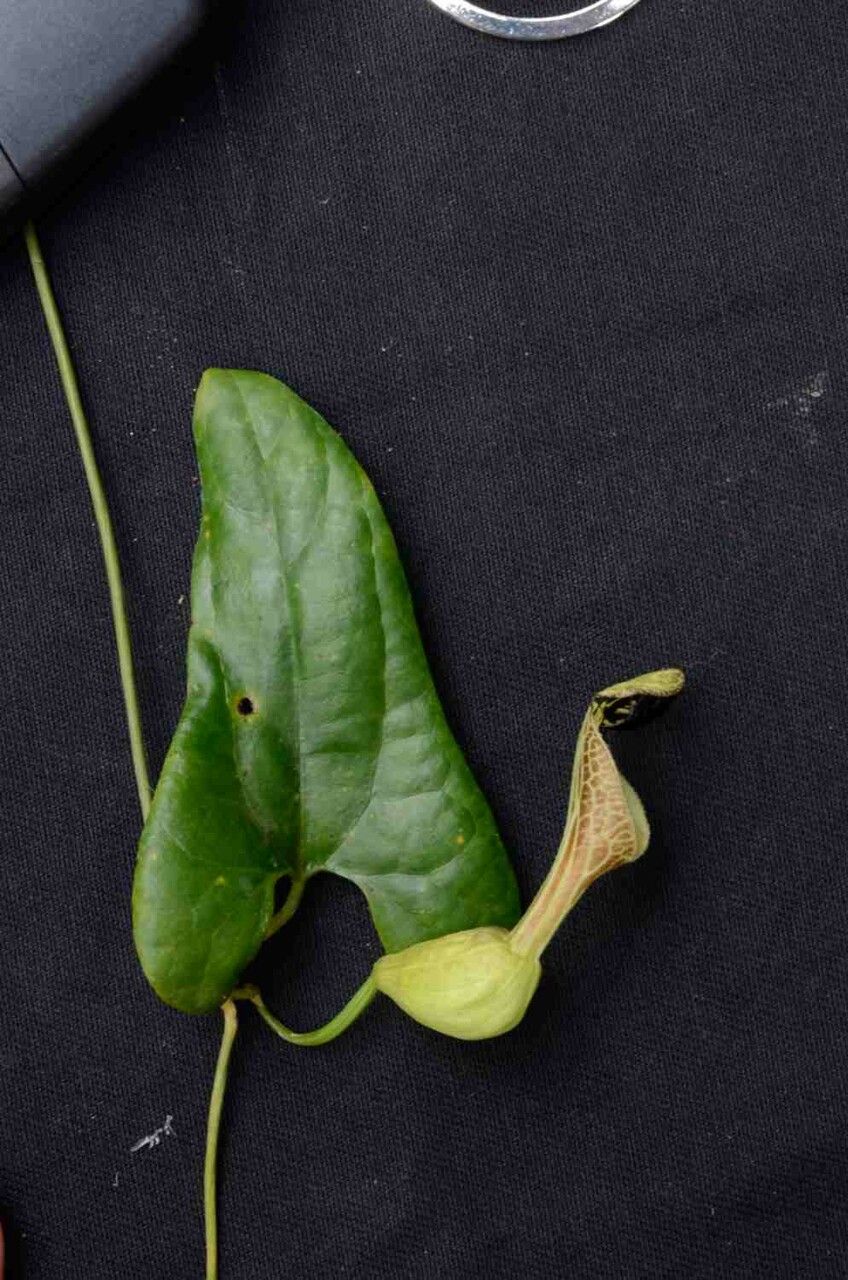 Aristolochia arcuata — search result for 'Aristolochia'