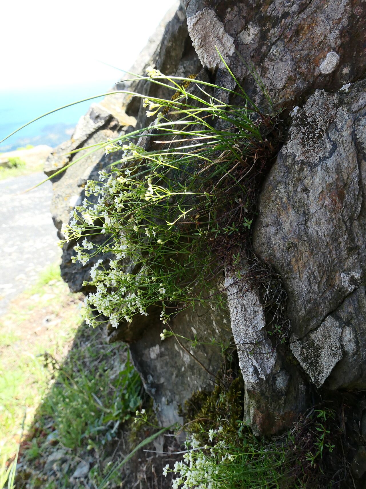 Galium estebanii habit