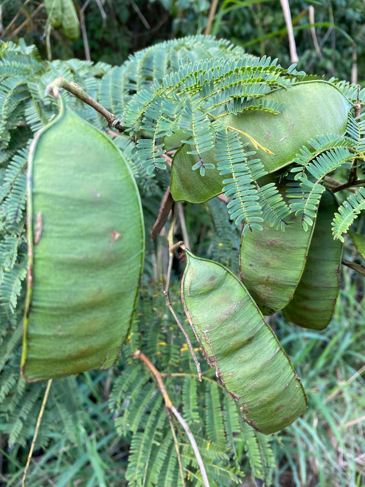Senegalia amazonica fruit