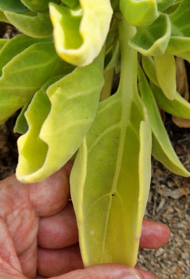 Hyoscyamus gallagheri — related species from the same genus