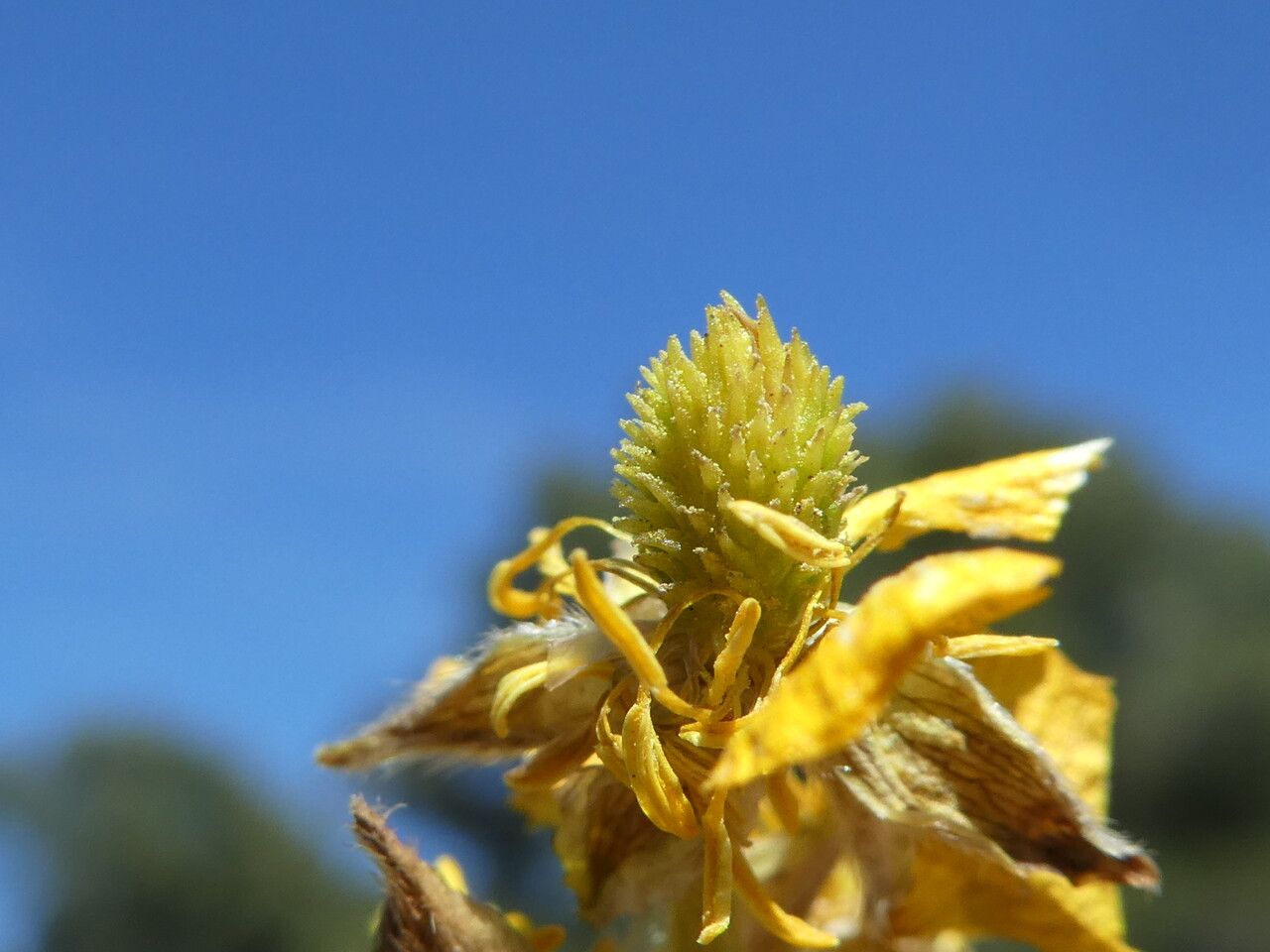 Ranunculus paludosus fruit