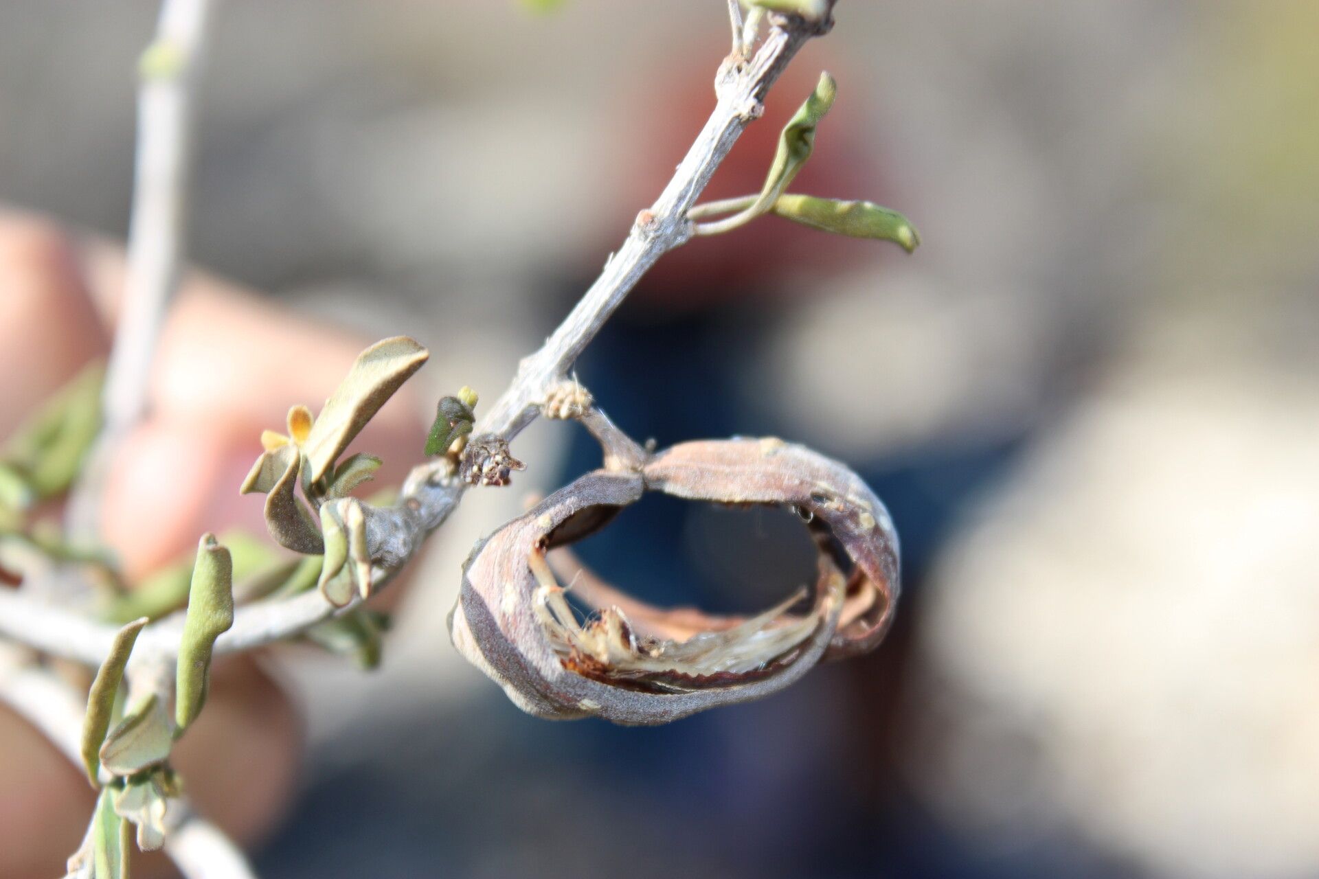 Secamone falcata fruit