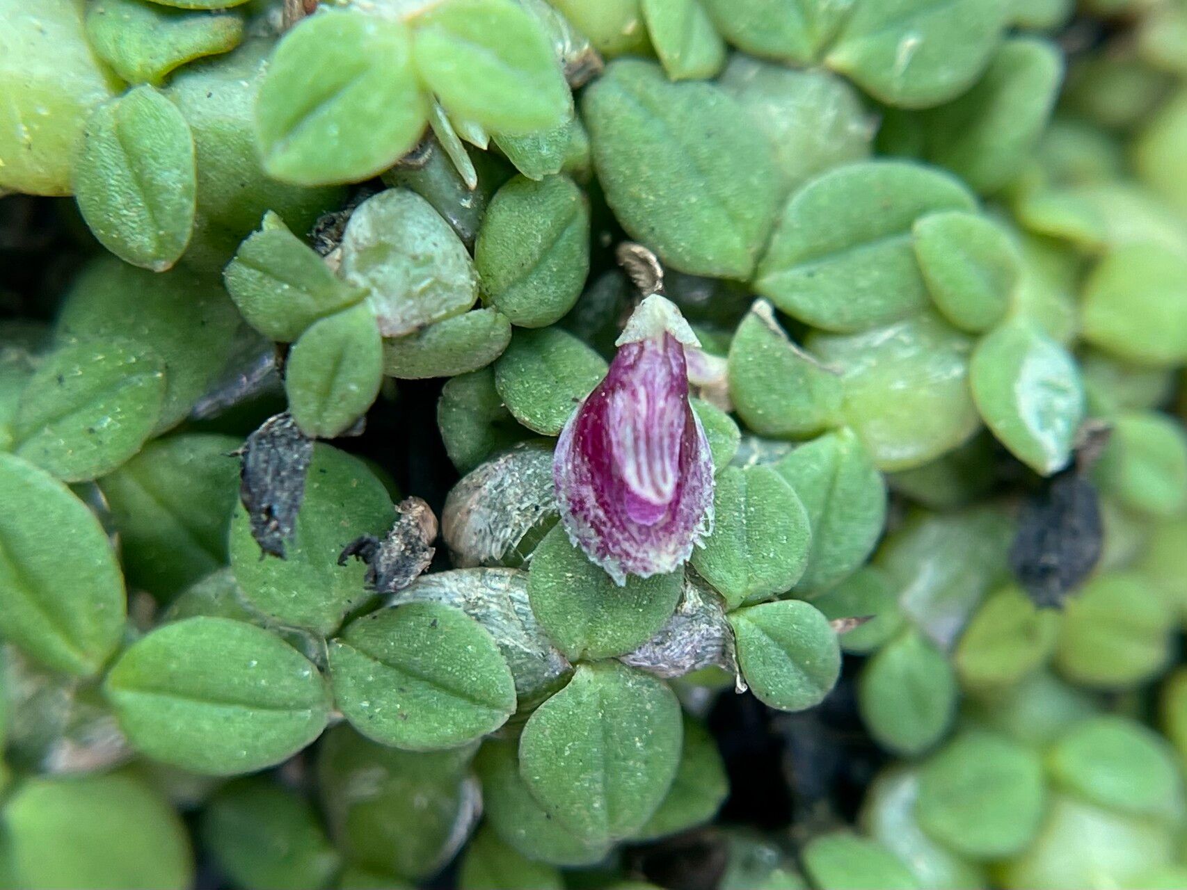 Bulbophyllum insolitum flower