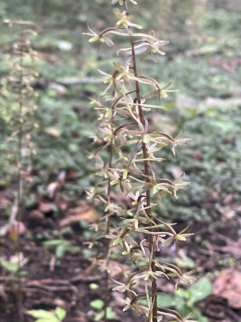 Tipularia discolor flower