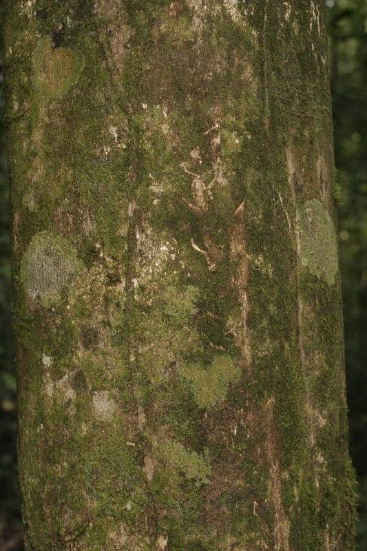Xylopia nitida bark