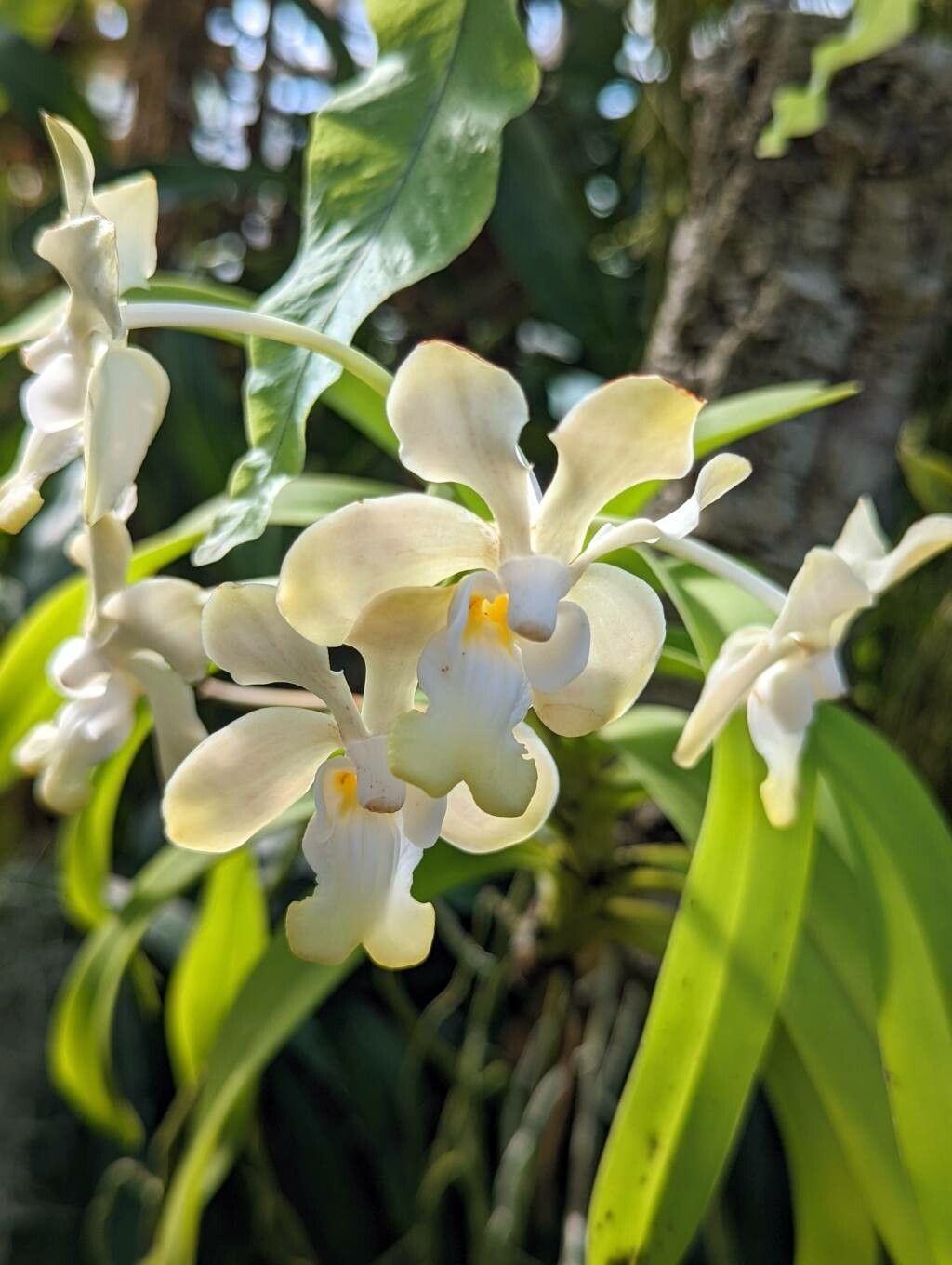 Vanda denisoniana flower