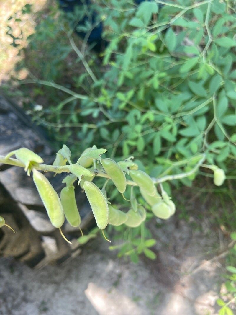 Baptisia alba fruit