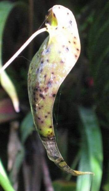 Bulbophyllum falciferum — houseplant care guide